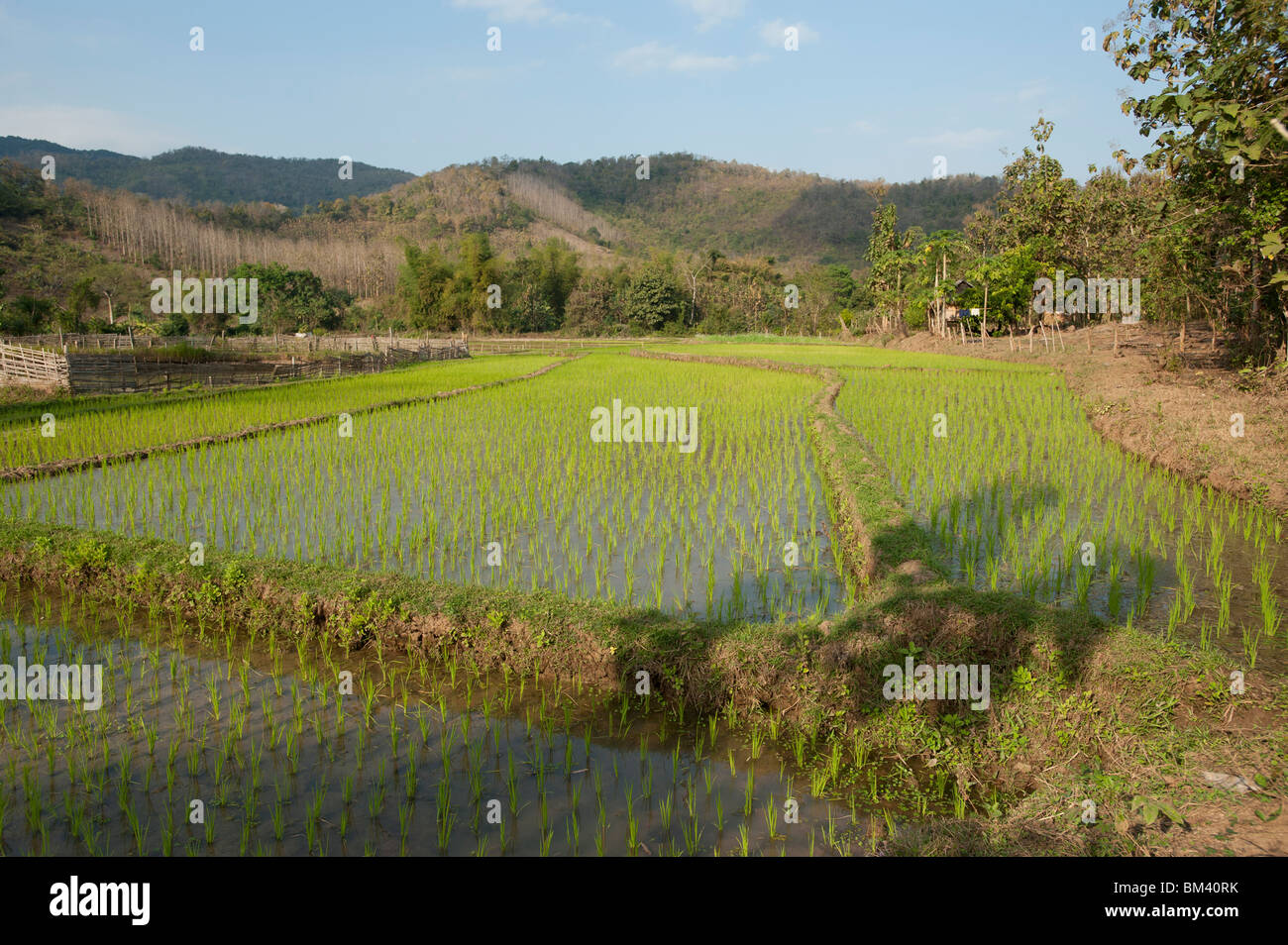 Bereich der jungen Reis in die Landschaft der Provinz Luang Prabang Laos Stockfoto