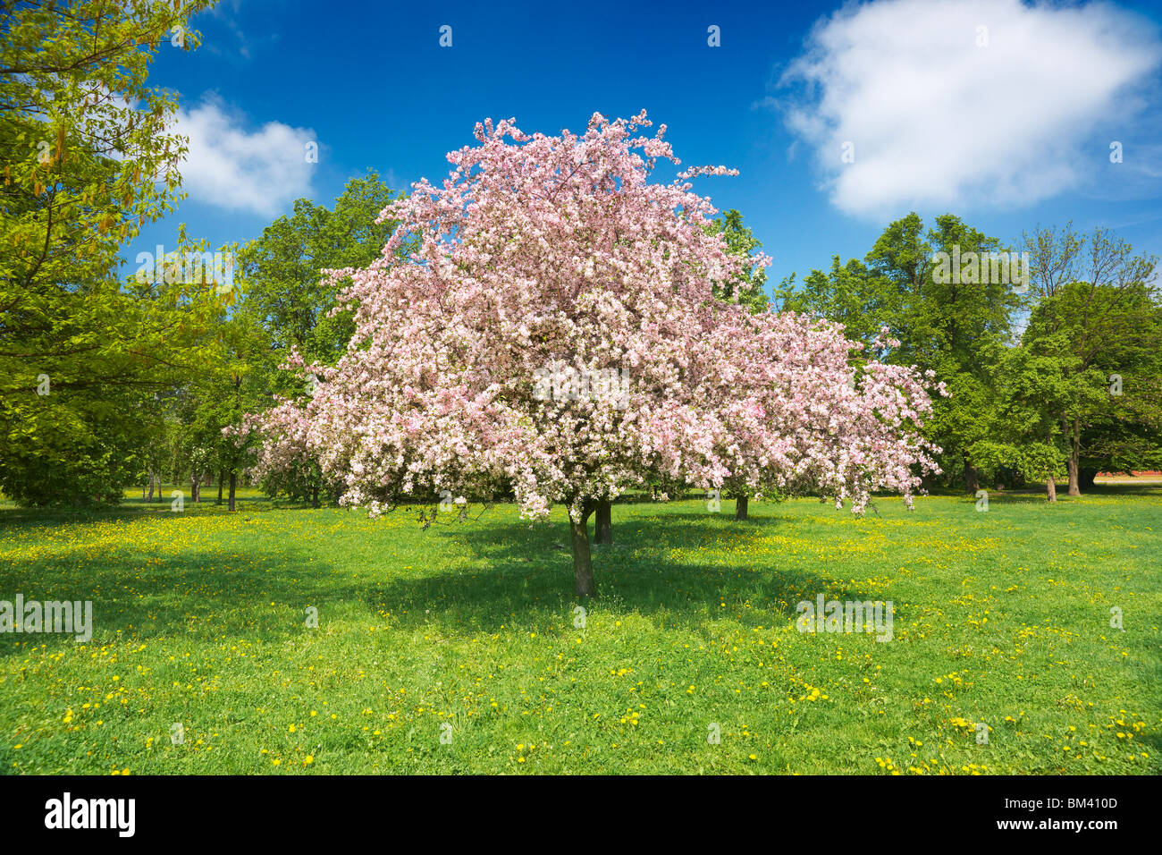 Blühenden Obstbaum, Frühling Stockfoto