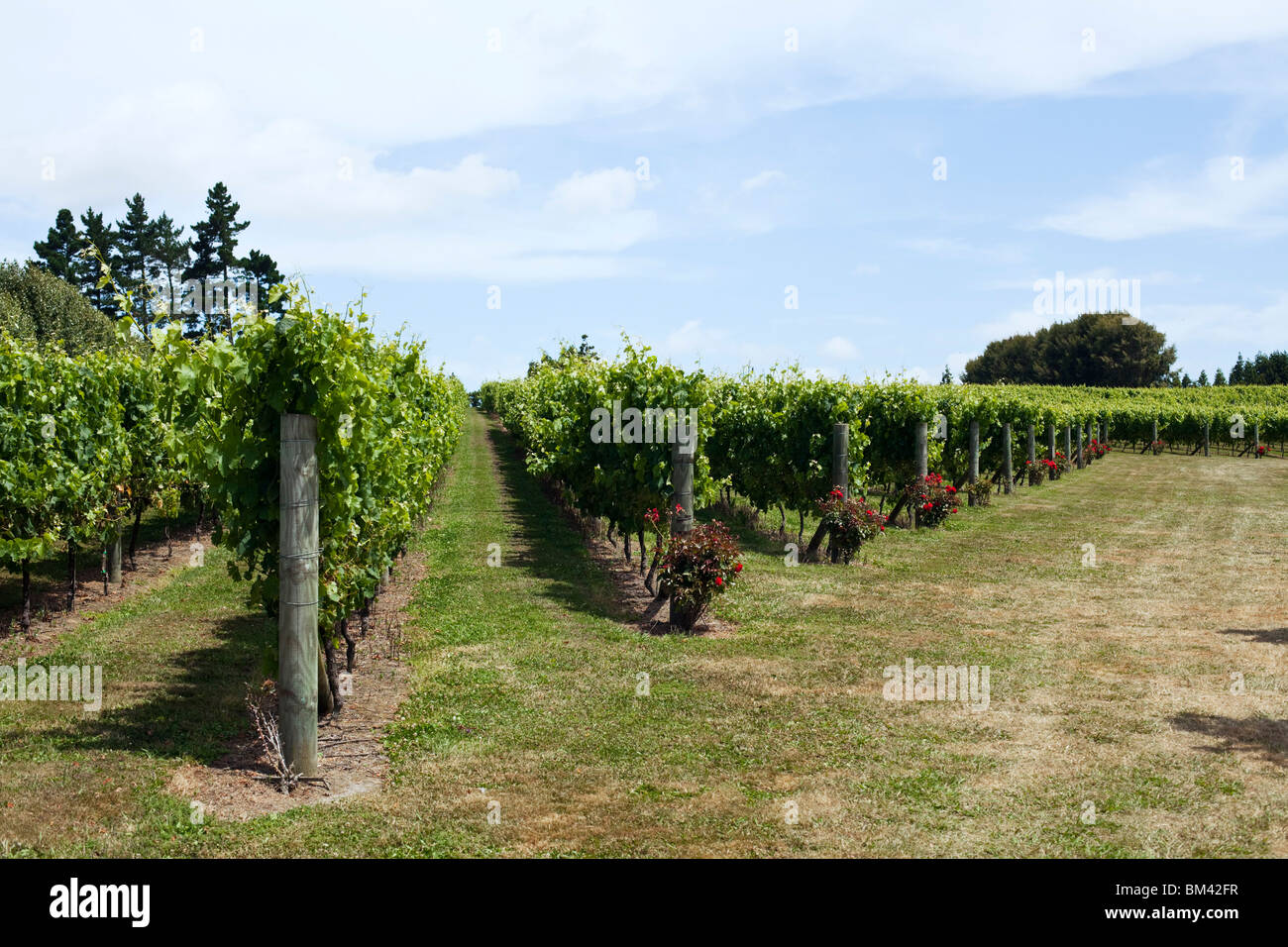 Soljans Estate Weingut in den Kumeu Wein-Region westlich von Auckland.  Kumeu, Auckland, Nordinsel, Neuseeland Stockfoto