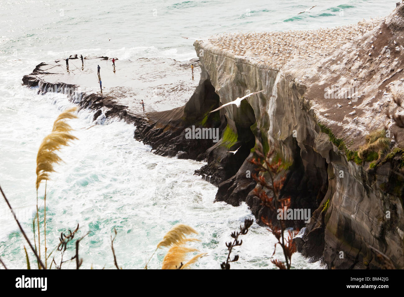 Blick über, die Takapu Zuflucht Tölpelkolonie am Otakamiro Punkt... Muriwai Beach, Auckland, Nordinsel, Neuseeland Stockfoto