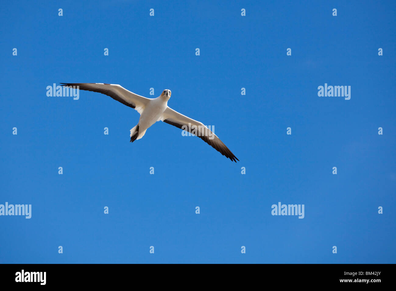 Australasian Basstölpel (Morus Serrator) während des Fluges an die Tölpelkolonie Takapu Zuflucht. Muriwai Beach, Nordinsel, Neuseeland Stockfoto