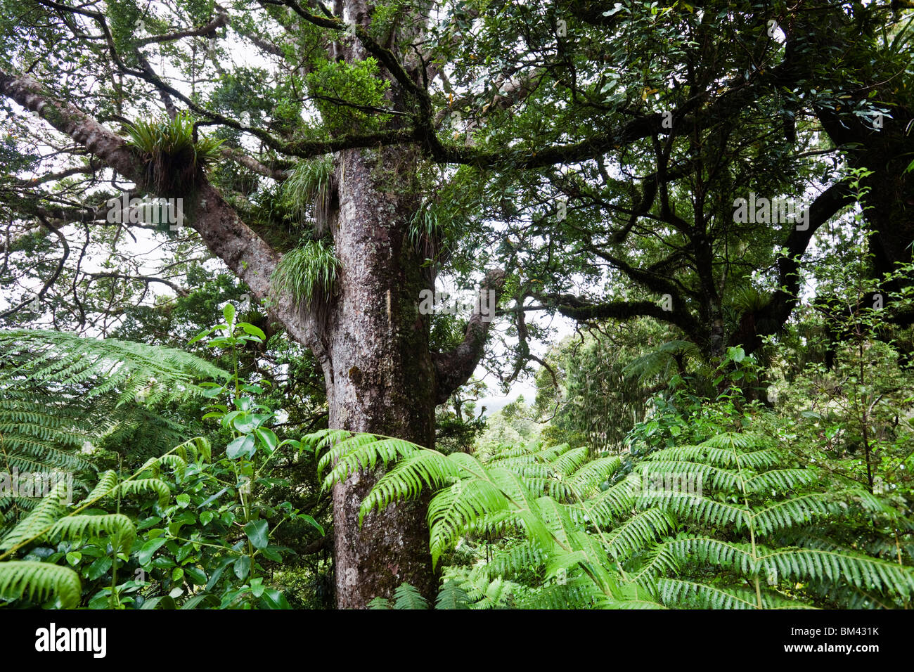 Kauri-Baum (Agathis Australis) in den Waitakere Ranges Regional Park. Auckland, Nordinsel, Neuseeland Stockfoto