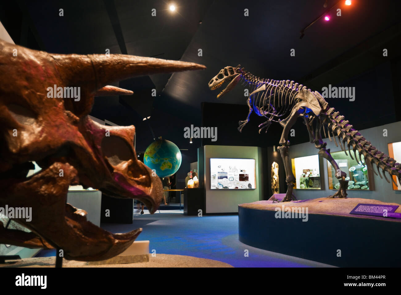 Dinosaurier-Skelette im Canterbury Museum. Christchurch, Canterbury, Südinsel, Neuseeland Stockfoto