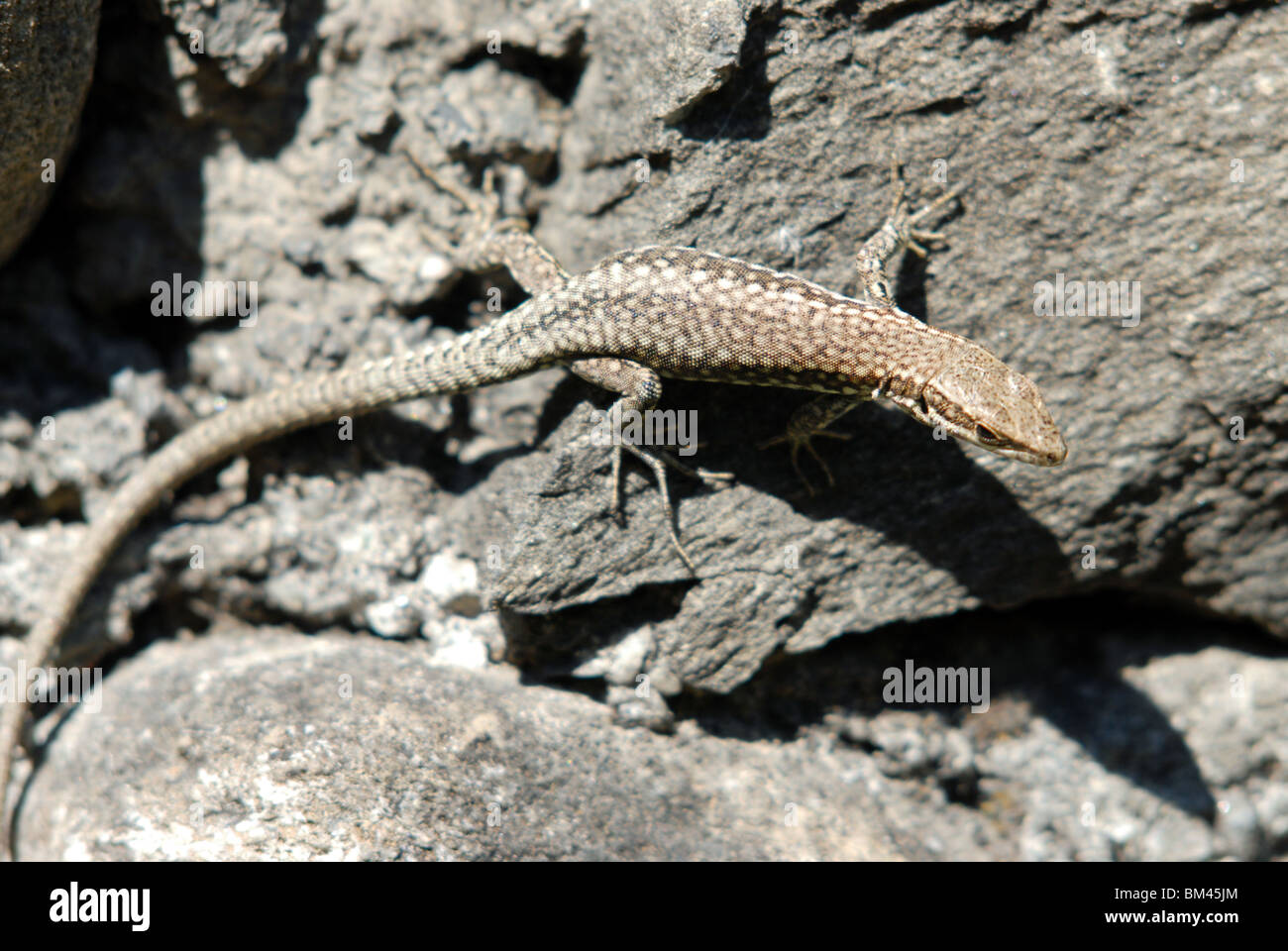 Gemeinsame oder Europäische Wand Eidechse Podarcis muralis, Susa, Piemont, Italien. Stockfoto
