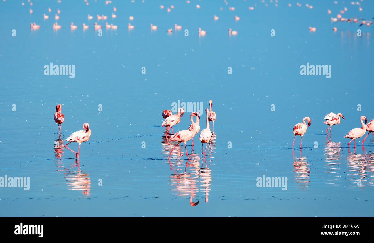 Schwärme von Flamingo. Afrika. Kenia. Lake Nakuru Stockfoto