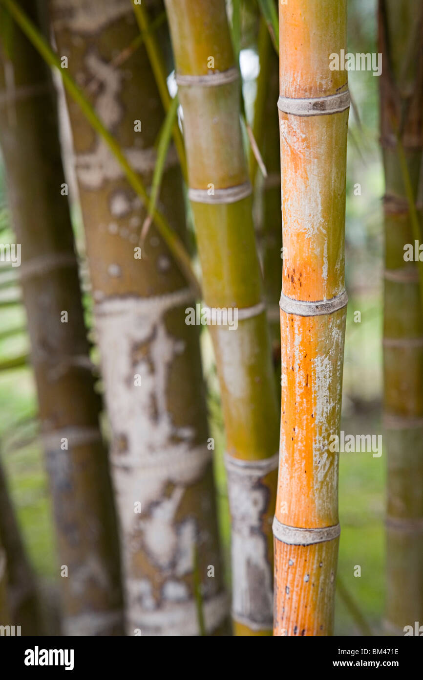 Bambusrohr Stockfoto