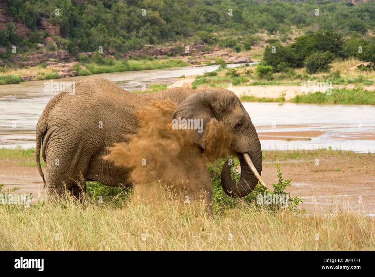 Elefant-Staub-Bad Stockfoto