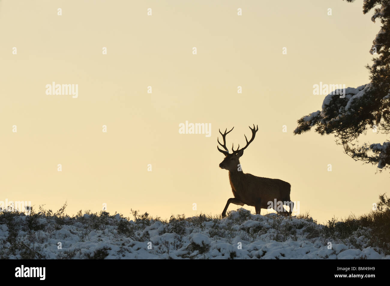 Rothirsch (Cervus Elaphus). Männlich, Wandern im Schnee bedeckten Heide in der Abenddämmerung. Stockfoto