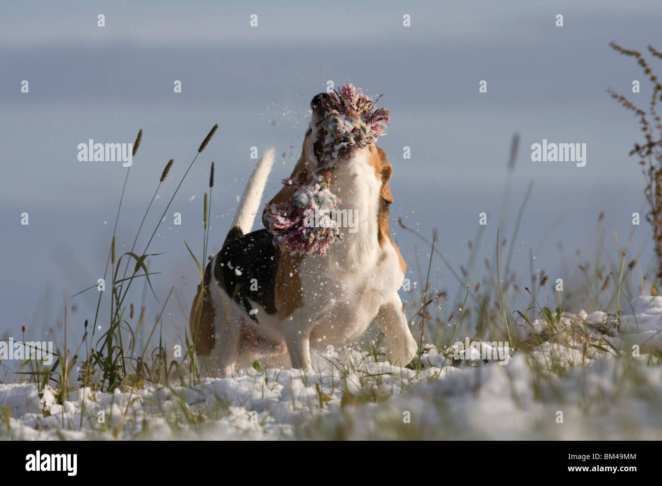 Beagle zu spielen Stockfoto