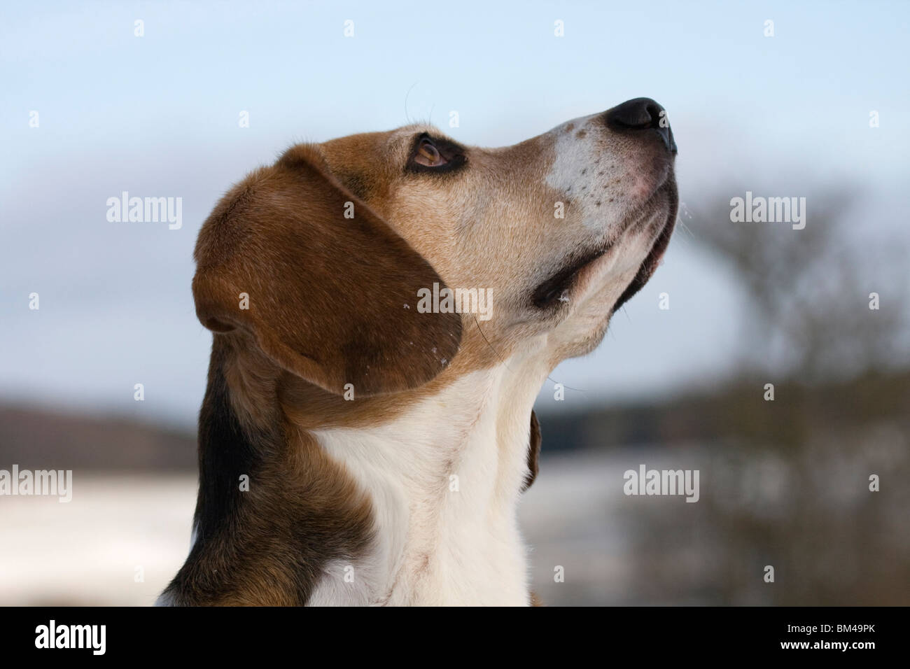 Beagle-Portrait Stockfoto