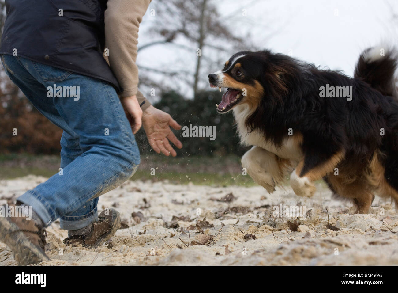 Australian Shepherd Stockfoto