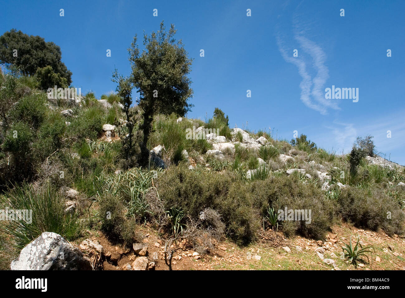 Eine typische Landschaft der mallorquinischen Garrigue (Mallorca - Spanien). Paysage Caractéristique de Garrigue mallorquinischen (Iles Baléares). Stockfoto