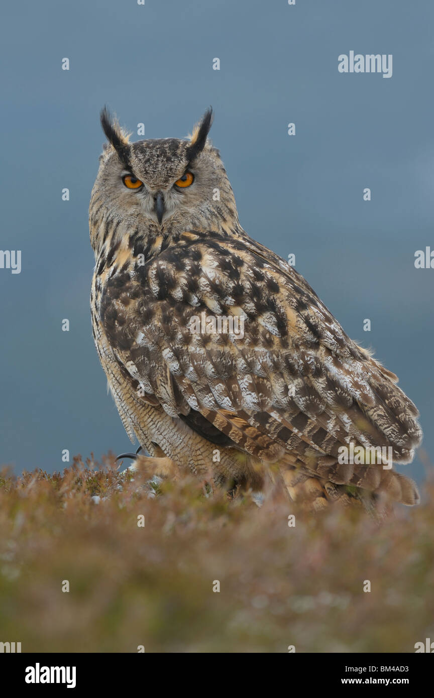 Uhu (Bubo Bubo). Porträt von Erwachsenen thront in Heather auf Hochland Moor (Gefangenschaft gezüchtete Vögel). Schottland Stockfoto