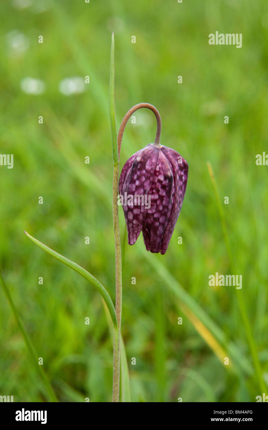 Schlangen Kopf Fritilliary Blume, Hampshire, England. Stockfoto