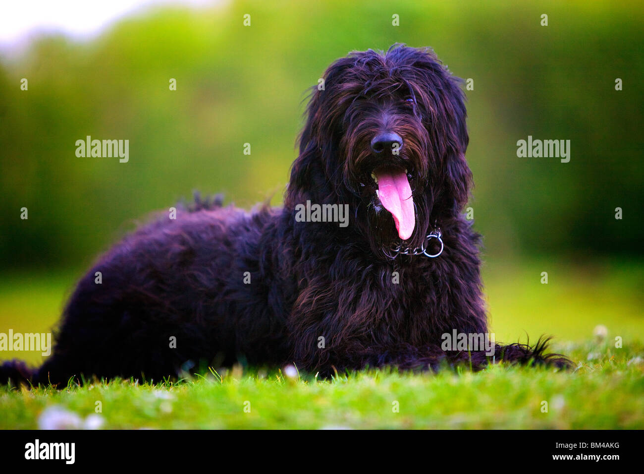 Ein schwarzer Labradoodle Welpen schaut die Kamera mit der Zunge hängen, während nach einem Lauf im Land ruhen Stockfoto