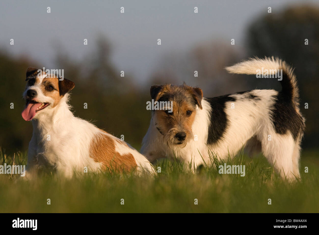 Parson Russell Terrier Stockfoto