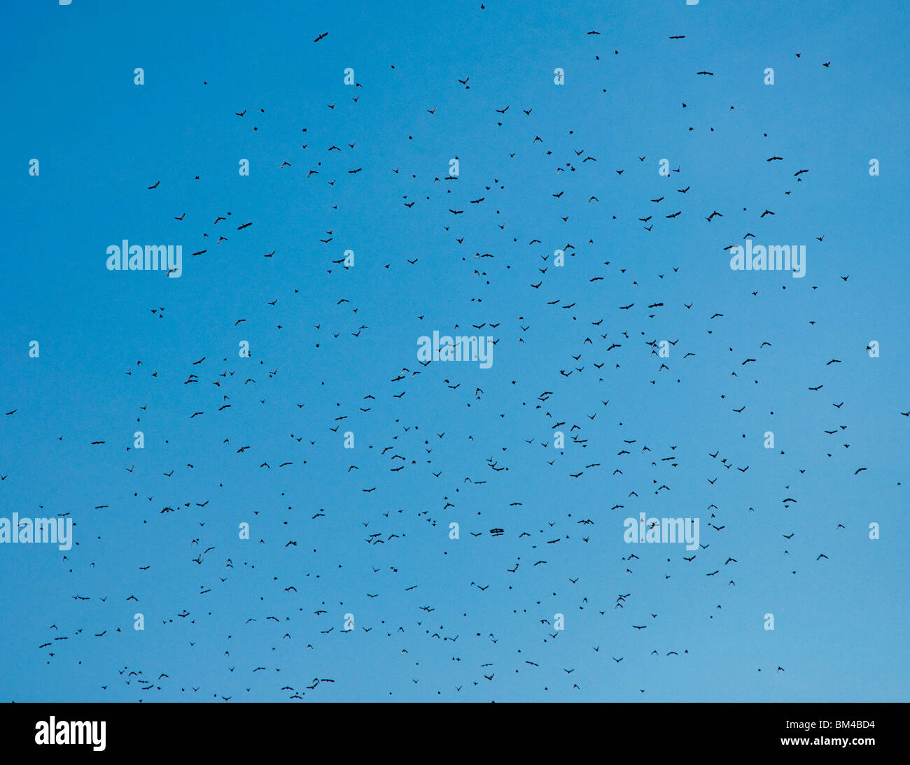 Ein Vogelschwarm zusammen in die Luft fliegen. Stockfoto