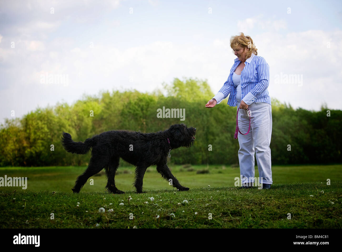 Ein schwarzer Labradoodle Welpen macht sich bereit für eine Behandlung mit seiner Herrin des Landes sitzen Stockfoto