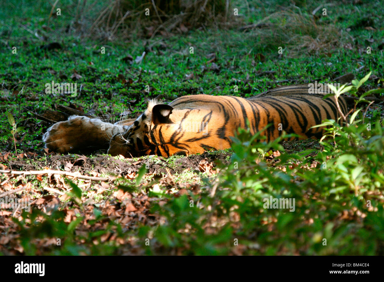 Royal Bengal Tiger (Panthera Tigris Tigris), Bandhavgarh National Park, Madhya Pradesh, Indien, Asien Stockfoto