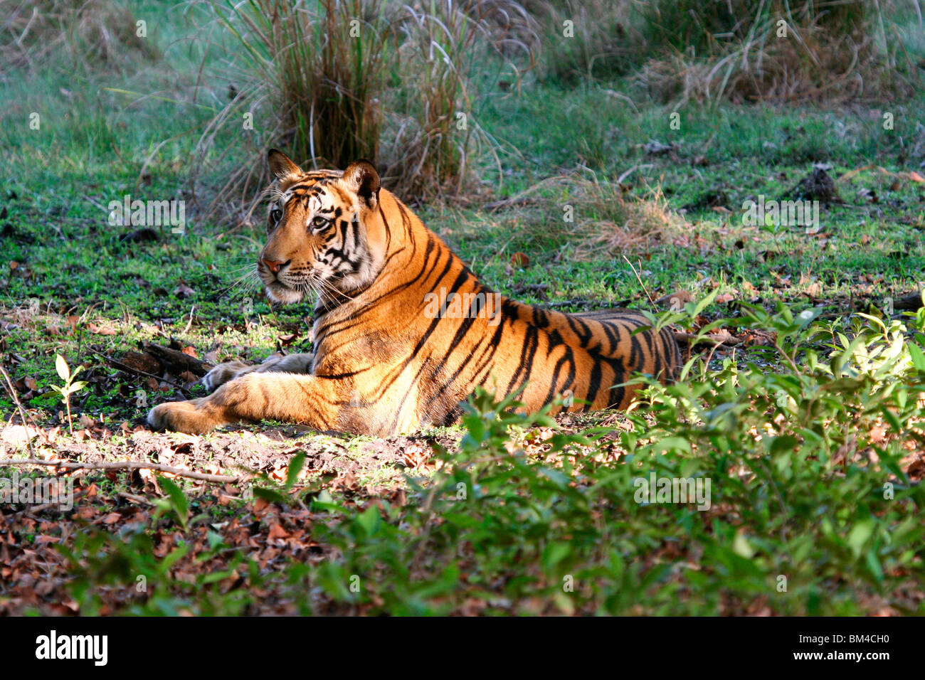 Royal Bengal Tiger (Panthera Tigris Tigris), Bandhavgarh National Park, Madhya Pradesh, Indien, Asien Stockfoto