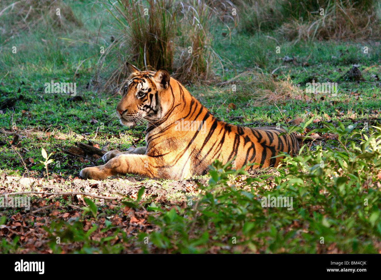 Royal Bengal Tiger (Panthera Tigris Tigris), Bandhavgarh National Park, Madhya Pradesh, Indien, Asien Stockfoto