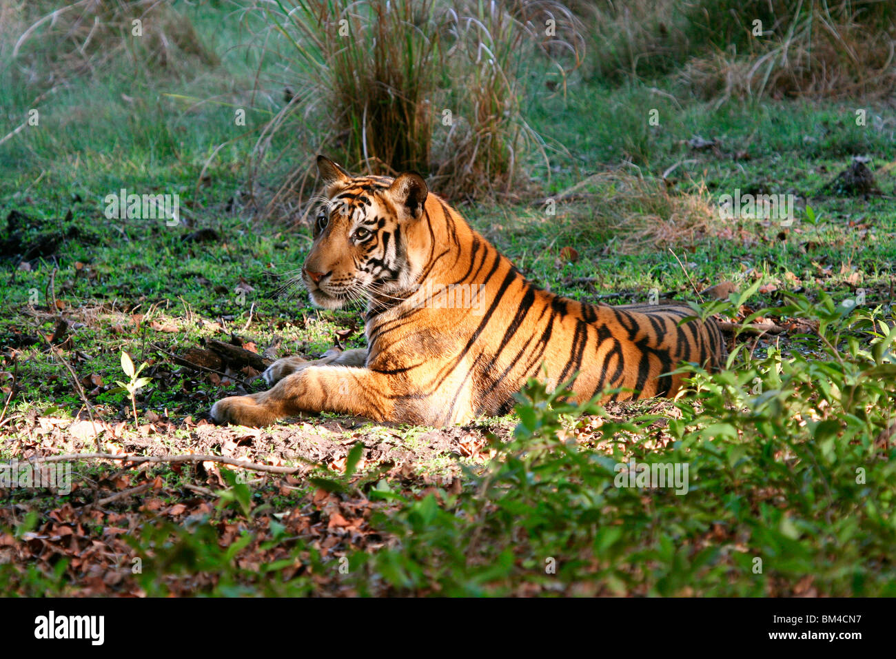 Royal Bengal Tiger (Panthera Tigris Tigris), Bandhavgarh National Park, Madhya Pradesh, Indien, Asien Stockfoto