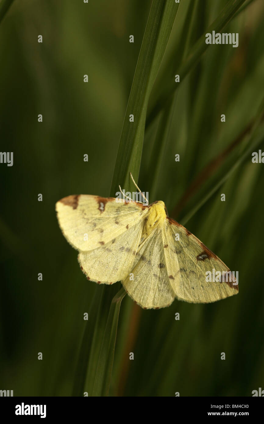 Schwefel-Motte (Opisthograptis Luteolata) Stockfoto