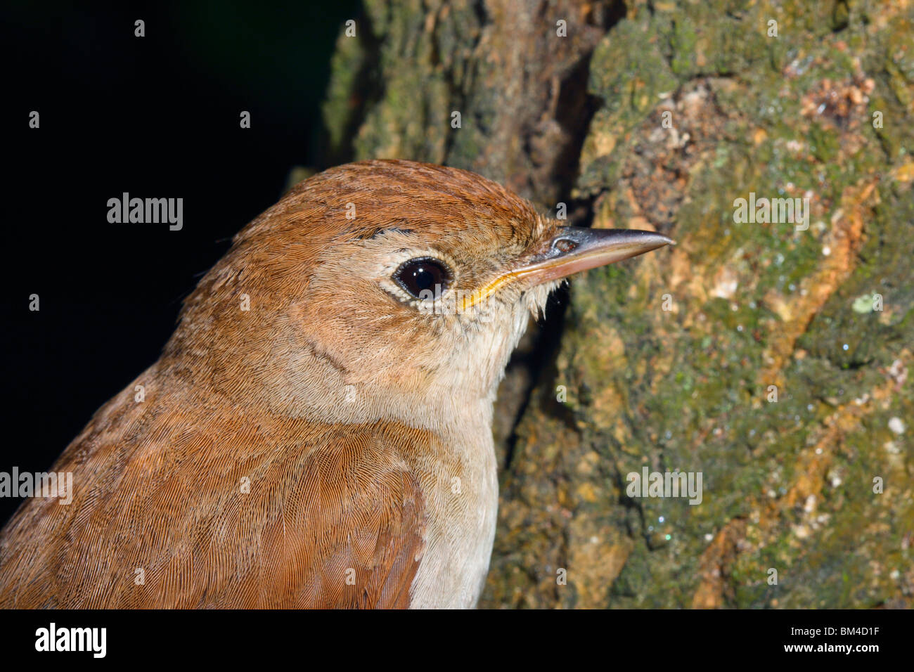 Nachtigall, Luscinia Megarhynchos. Kopf-Nahaufnahme Stockfoto