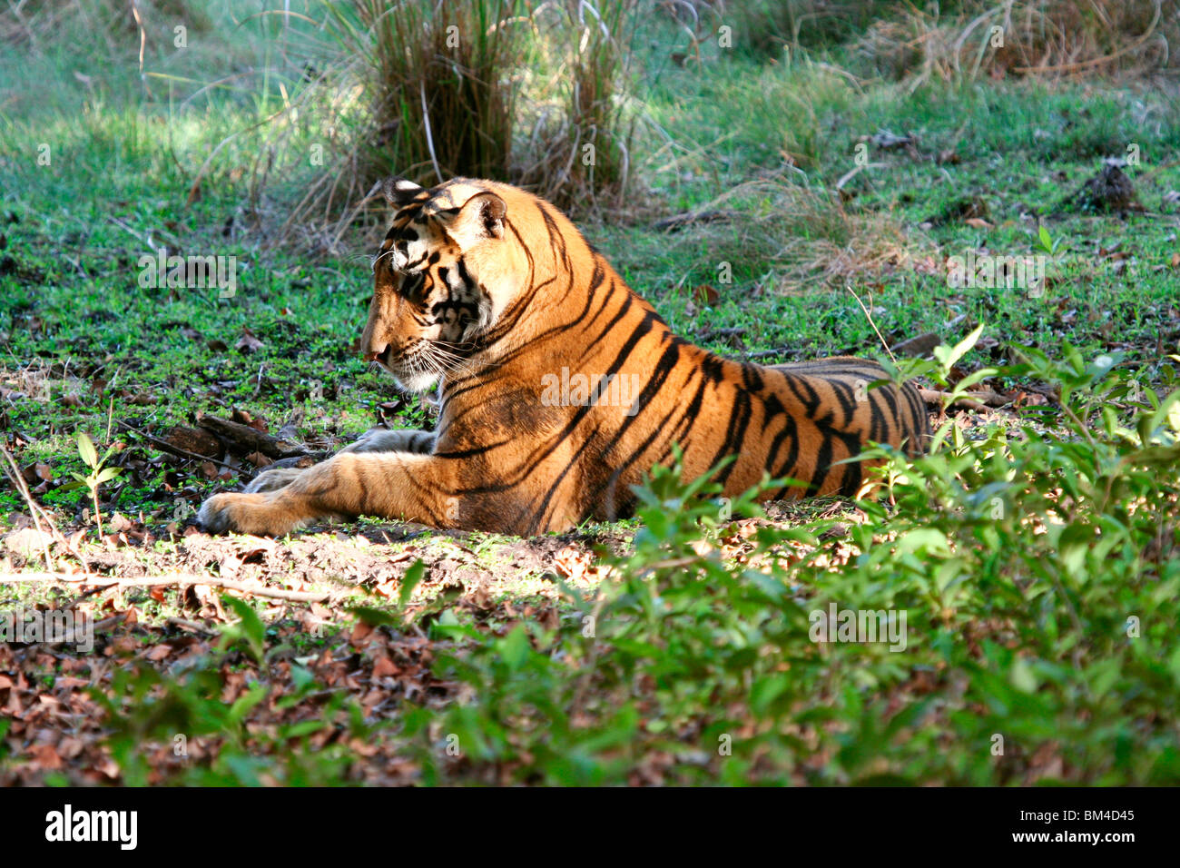 Royal Bengal Tiger (Panthera Tigris Tigris), Bandhavgarh National Park, Madhya Pradesh, Indien, Asien Stockfoto