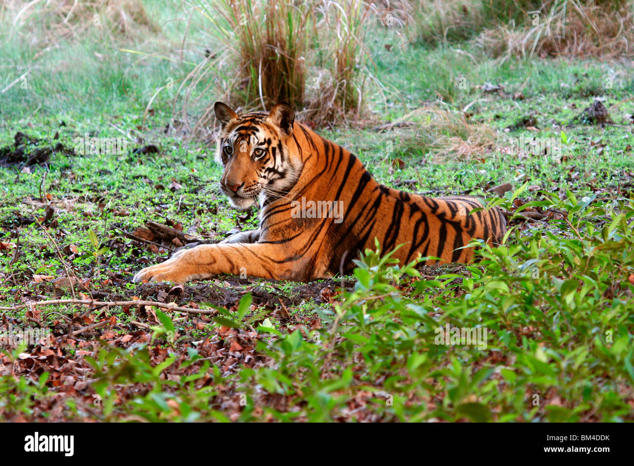 Royal Bengal Tiger (Panthera Tigris Tigris), Bandhavgarh National Park, Madhya Pradesh, Indien, Asien Stockfoto