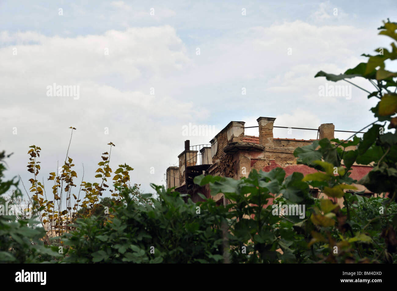 Verwilderten Pflanzen im Garten von einem verlassenen Haus. Stockfoto