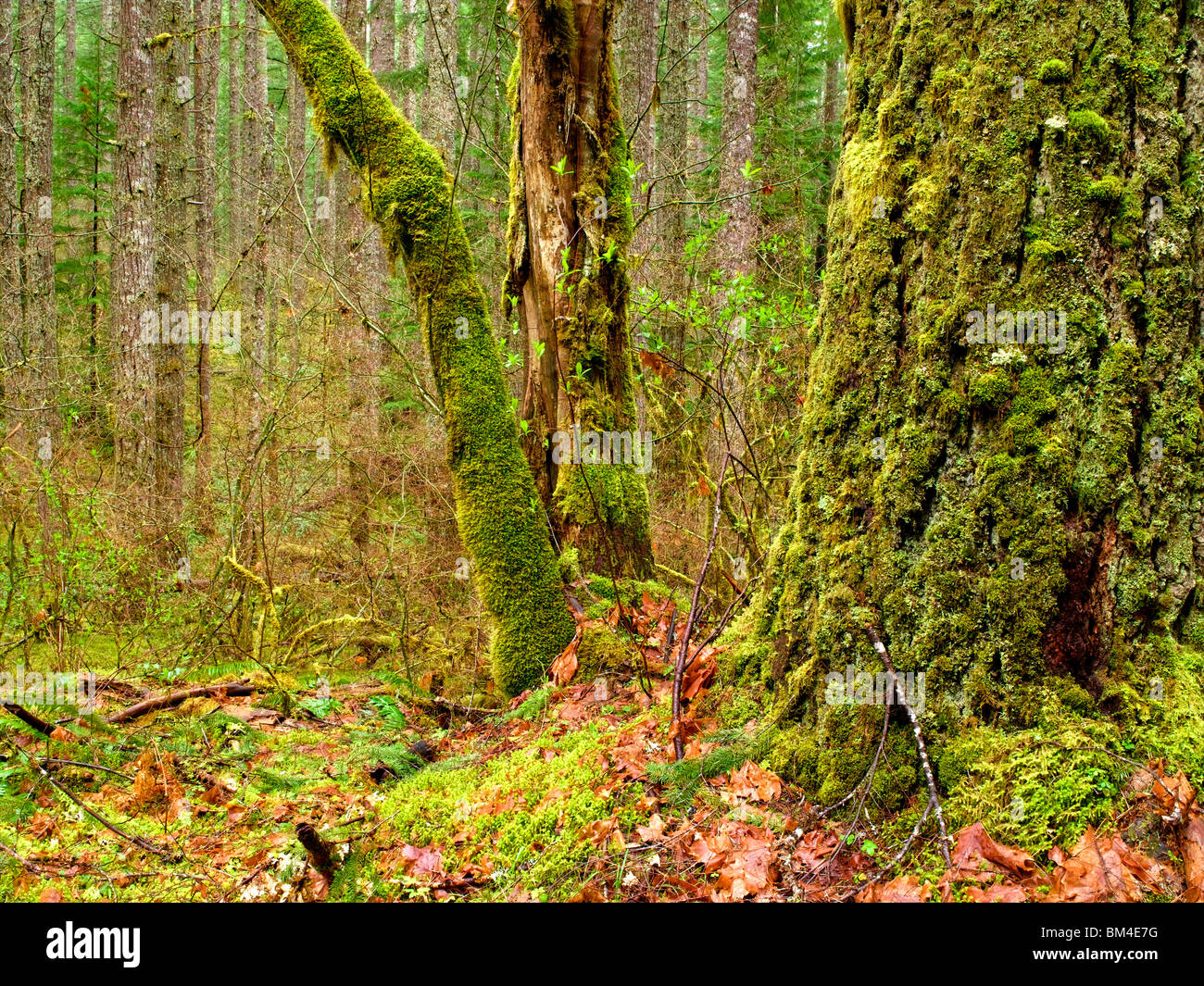 Wald/Wald Oregon Stockfoto