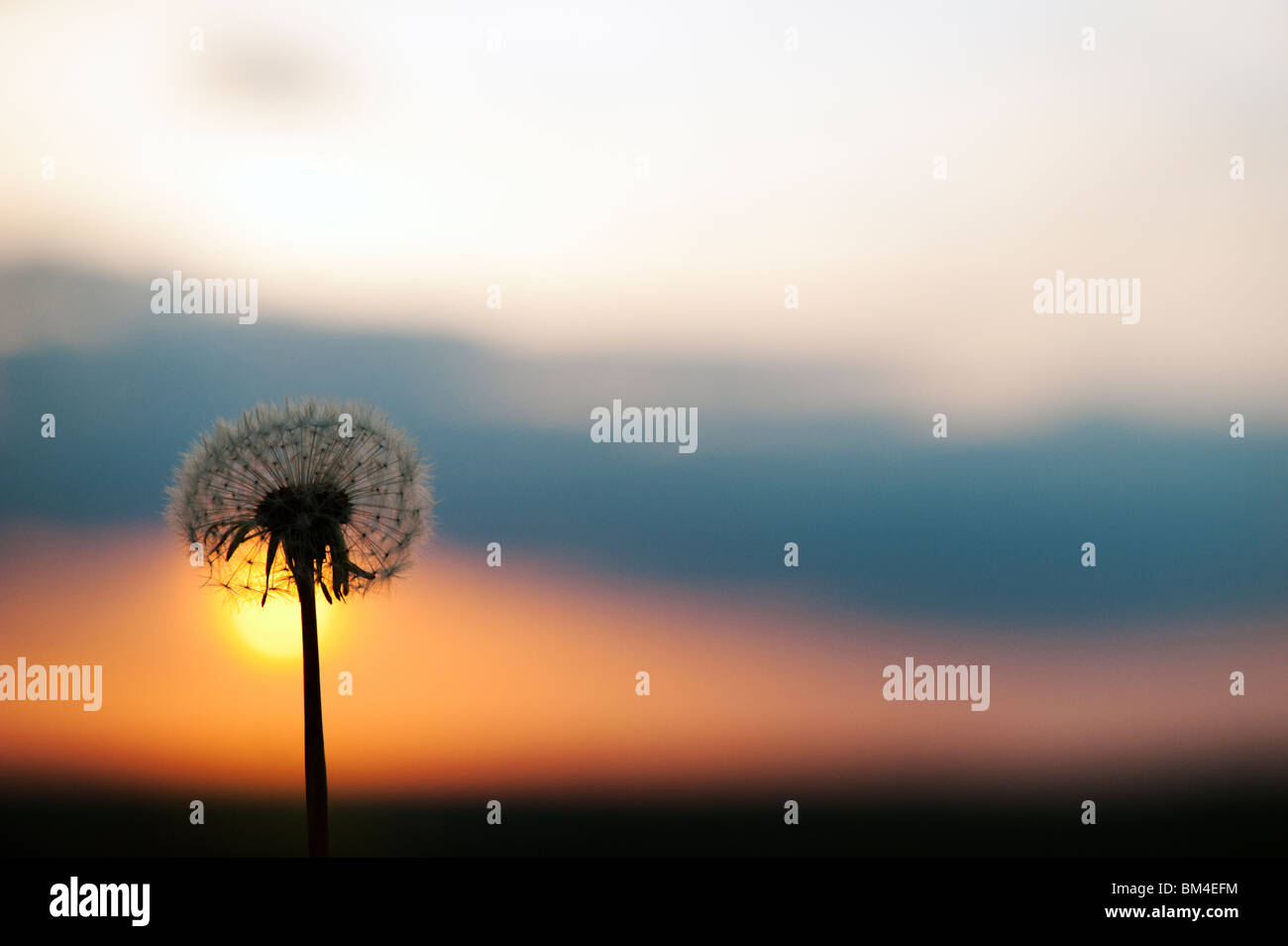 Löwenzahn-Samen-Leiter bei Sonnenuntergang. Silhouette Stockfoto