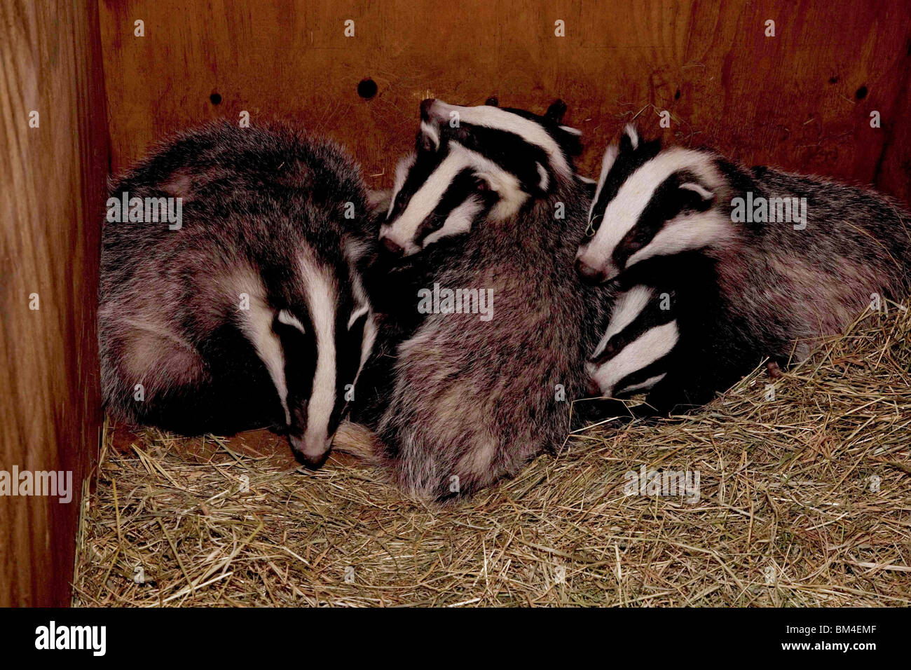 Gruppe der Dachs Cubs in Schuppen Stockfoto