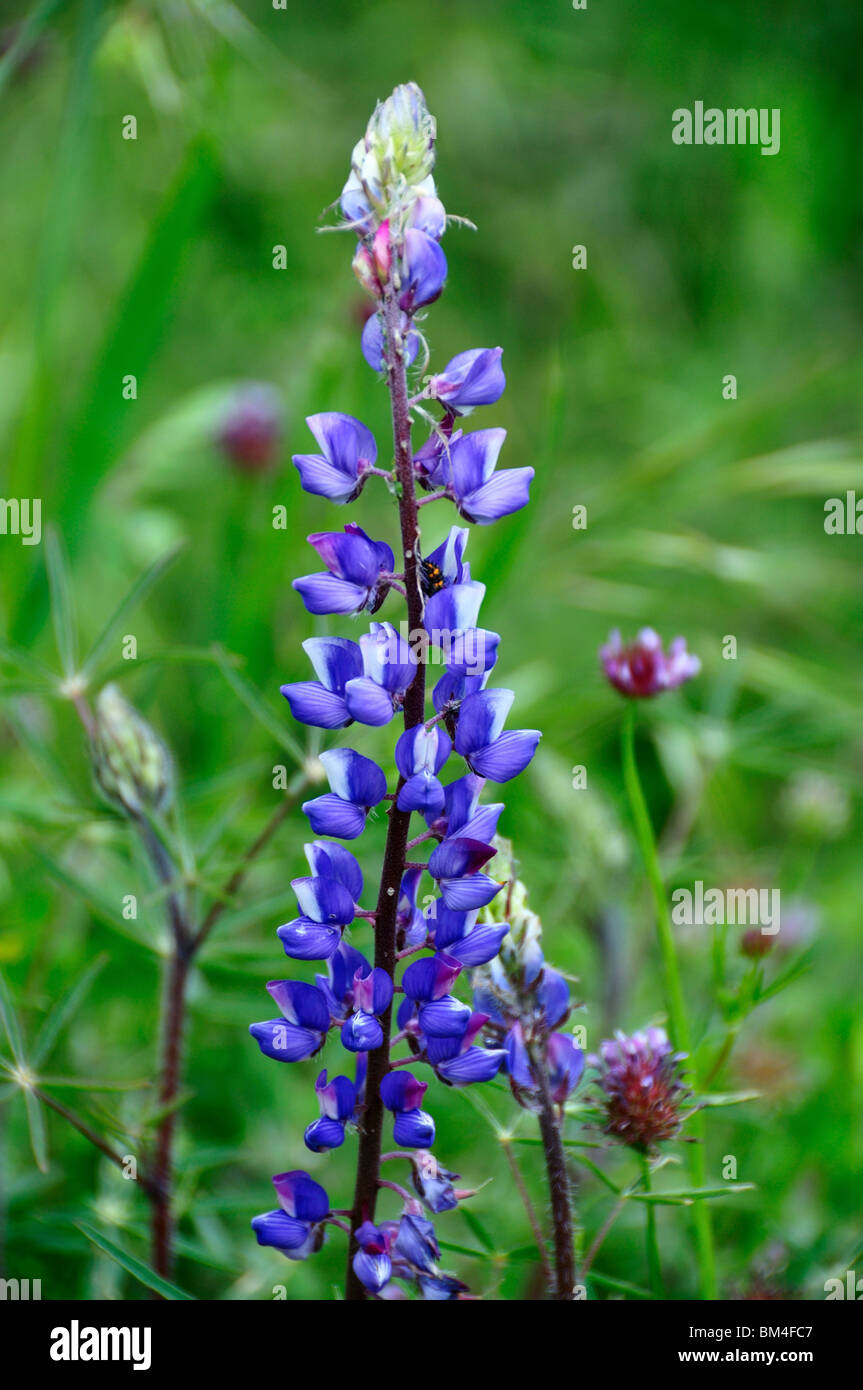 Blaue lupine Blumen blühen. Kalifornien, USA. Stockfoto