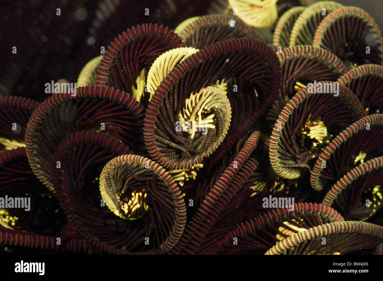 Tentakel Peitschenkorallen, Comantheria SP., Raja Ampat, West Papua, Indonesien Stockfoto