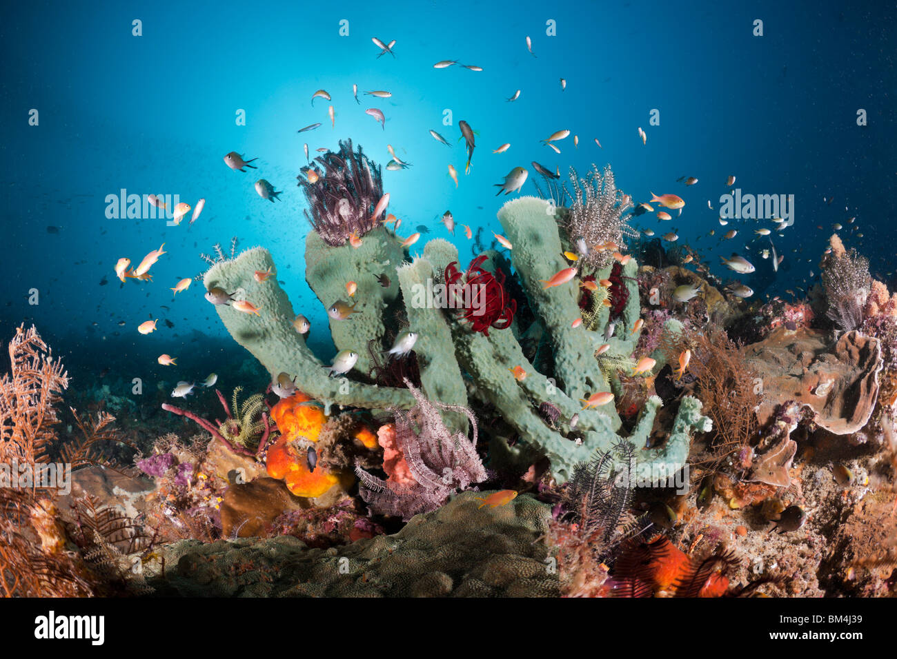 Riff mit bunten Korallenfische, Raja Ampat, West Papua, Indonesien Stockfoto