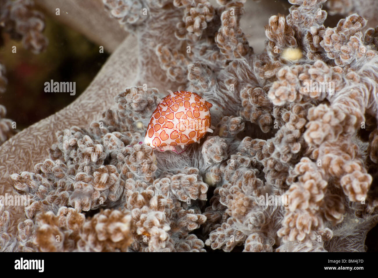 Schnecke, Ei Globovula Margarita, Raja Ampat, West Papua, Indonesien Stockfoto