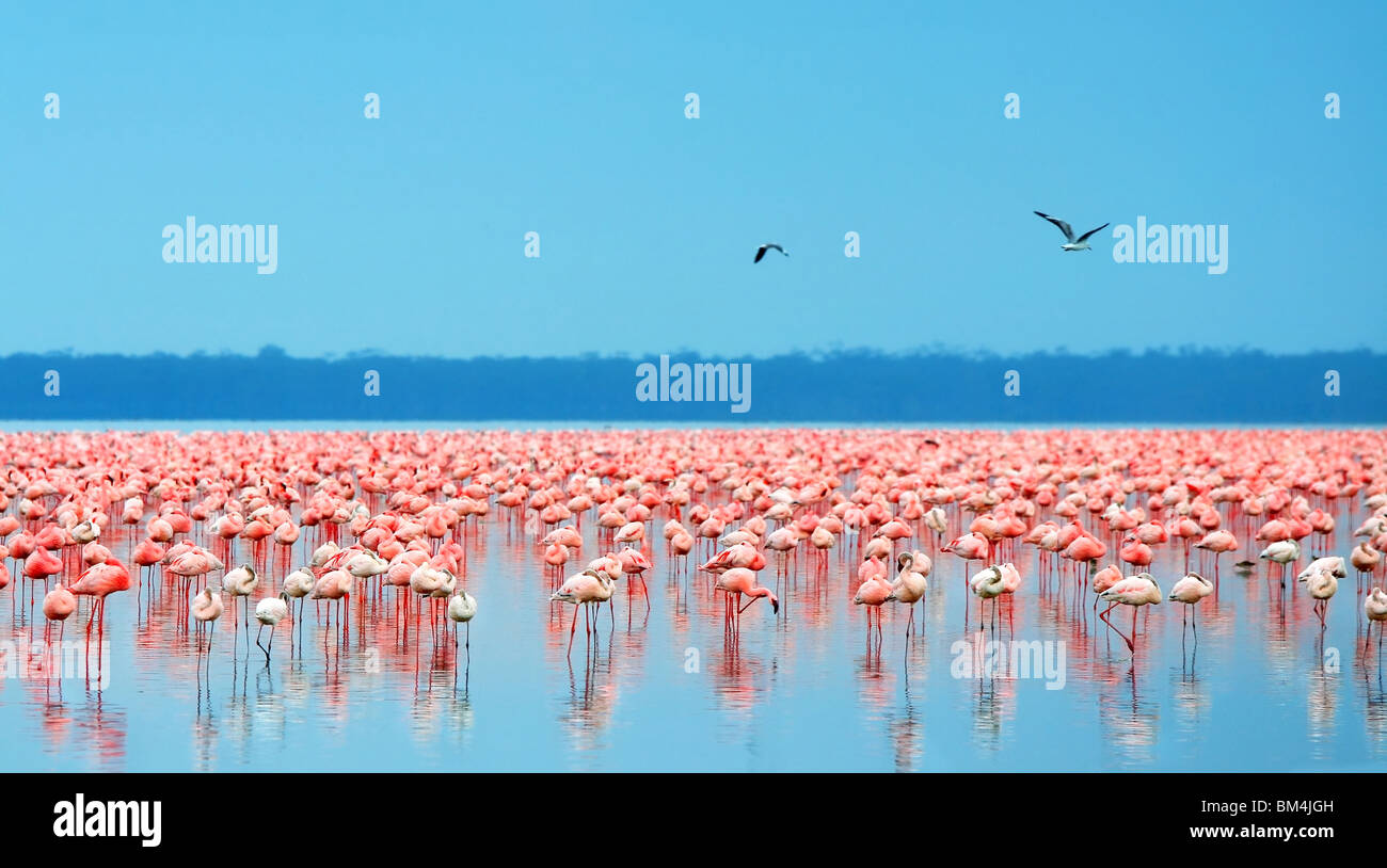 Schwärme von flamingo Stockfoto