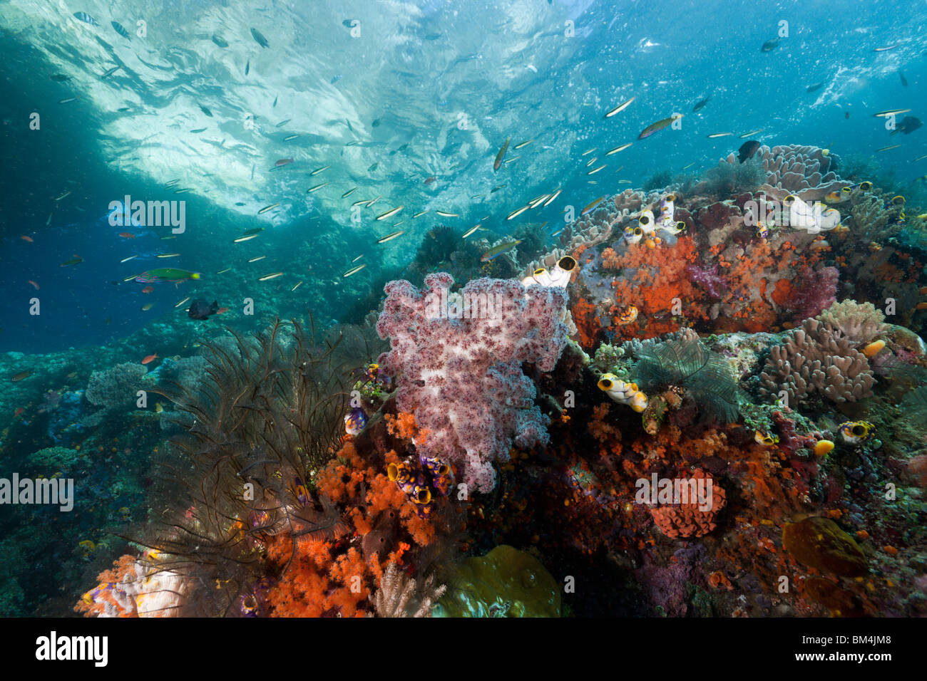 Korallenriff, Raja Ampat, West Papua, Indonesien Stockfoto