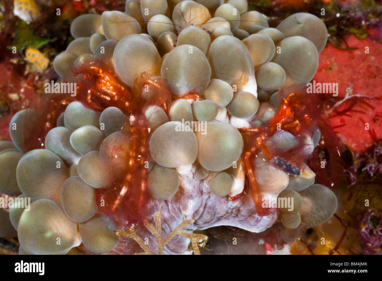 Paar von Oran Utan Krabbe in Blase Korallen, Achaeus Japonicus, Raja Ampat, West Papua, Indonesien Stockfoto