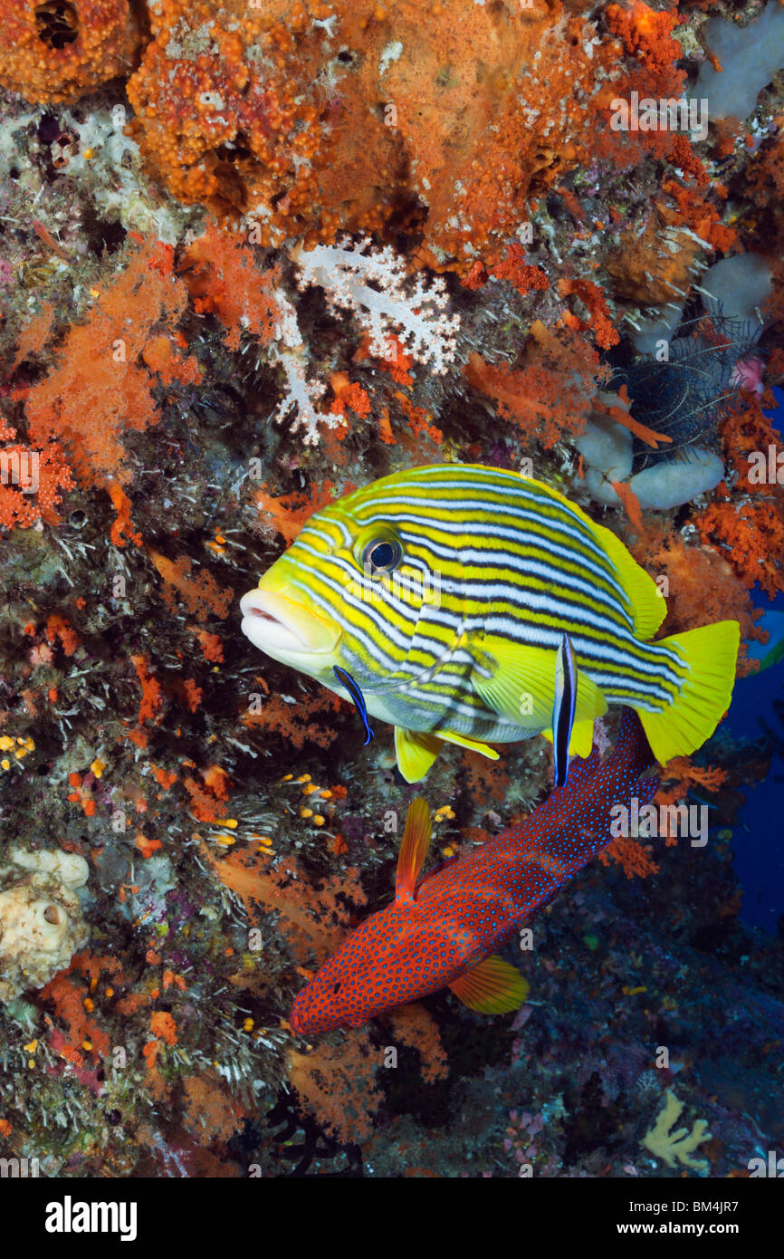 Gelb-Band Süßlippen und Cleaner Wrasse, Plectorhinchus Polytaenia, Raja Ampat, West Papua, Indonesien Stockfoto