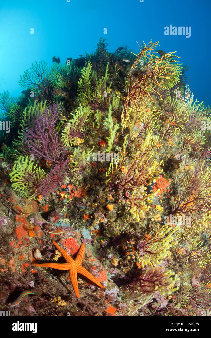 Seestern im Korallenriff, Echinaster Sepositus, Paramuricea Clavata, Tamariu, Costa Brava, Mittelmeer, Spanien Stockfoto