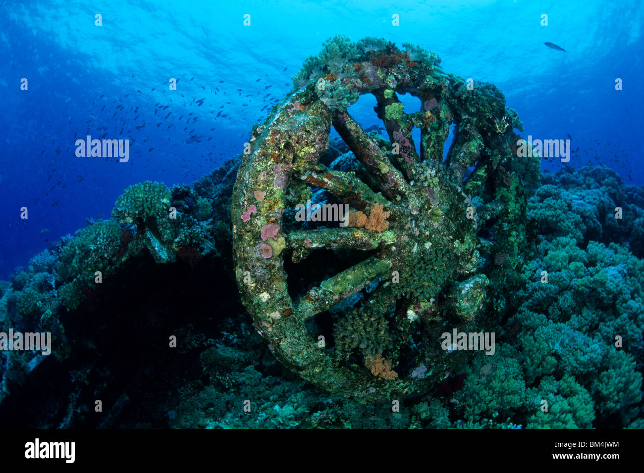 Bahn-Rad von Numidien Wrack, Brother Islands, Rotes Meer, Ägypten Stockfoto