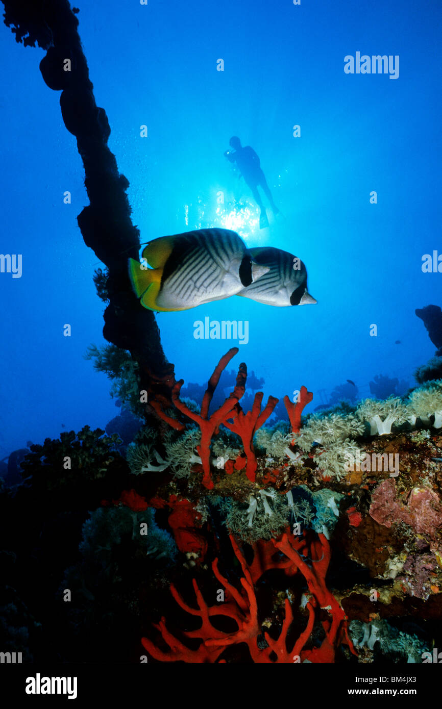 Unterwasserwelt am Wrack der Umbria, Wingate Reef, Rotes Meer, Sudan Stockfoto