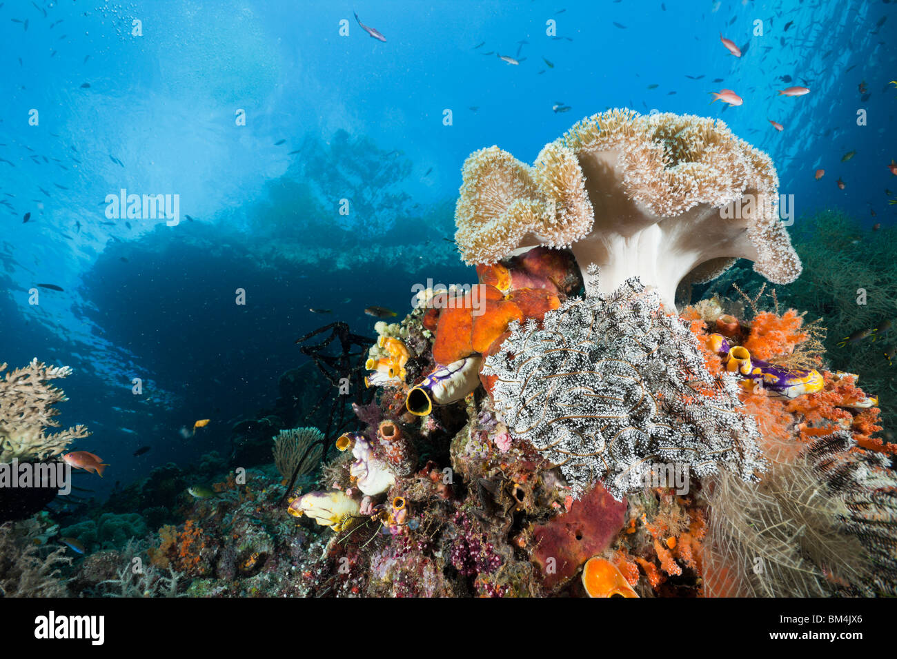 Seichten Korallenriff, Raja Ampat, West-Papua, Indonesien Stockfoto