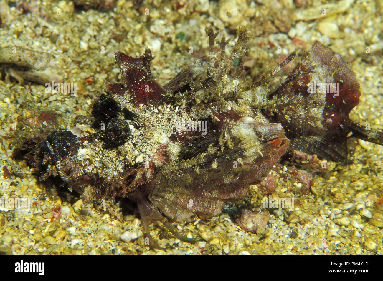 Stachelige Devilfish Inimicus Didactylus, Lembeh Strait, Sulawesi, Indonesien Stockfoto