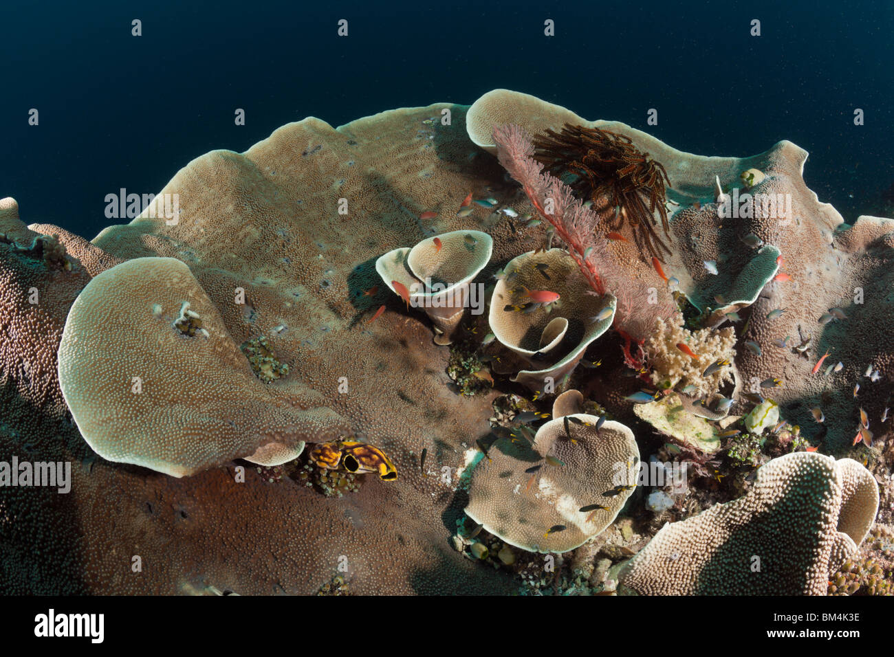 Salat Coral Turbinaria Mesenterina, Raja Ampat, West Papua, Indonesien
