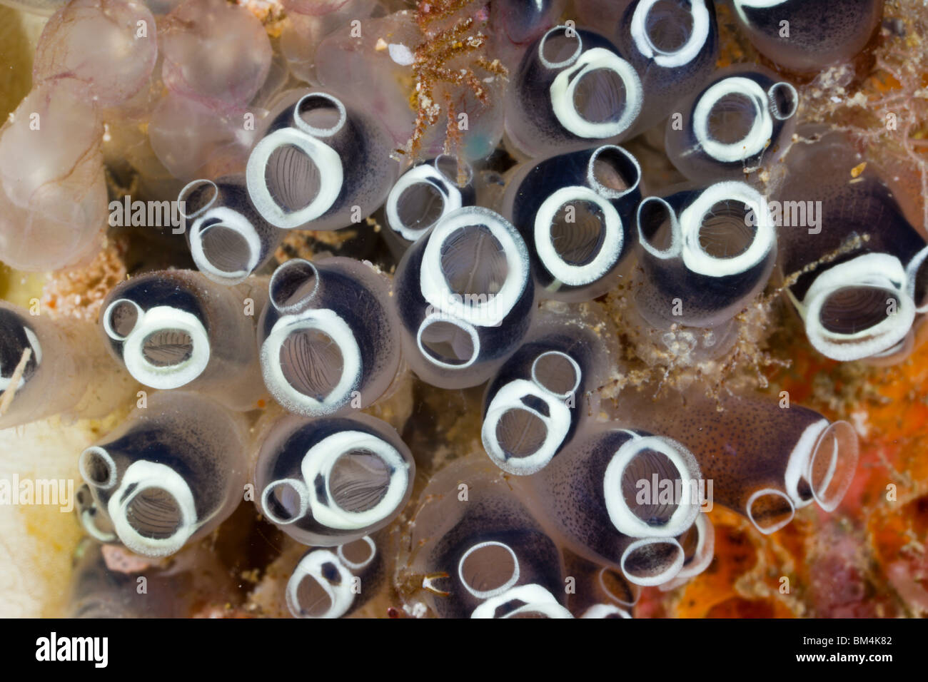 Kolonie von Manteltieren, Clavelina Robusta, Raja Ampat, West Papua, Indonesien Stockfoto