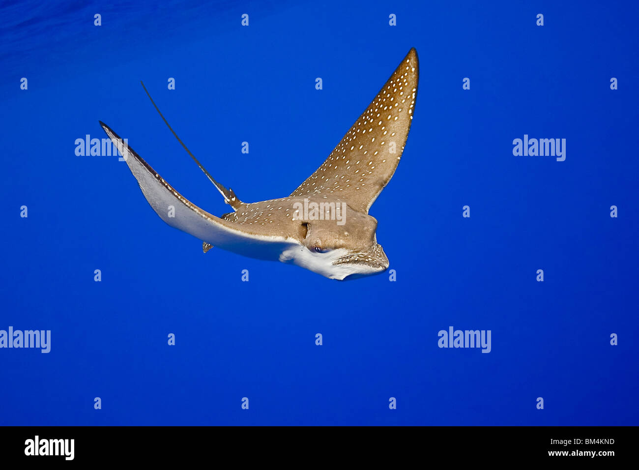 Spotted Eagle Ray, Aetobatus Narinari, Kona Coast, Big Island, Hawaii, USA Stockfoto